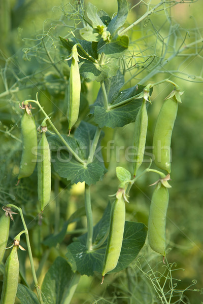 Pea Plant vegetable in a garden Stock photo © gsermek