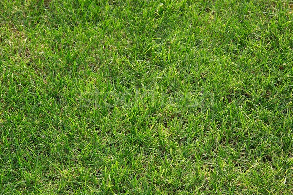 Gras groen gras tuin veld groene patroon Stockfoto © Gudella