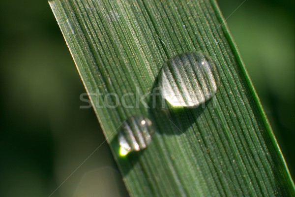Gras mes water druppel voorjaar regen Stockfoto © Gudella