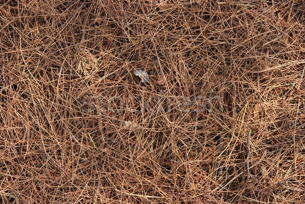 Pine bladeren grond natuur achtergrond park Stockfoto © Gudella