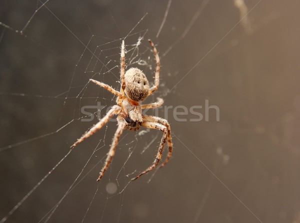 Spider Stock photo © Gudella