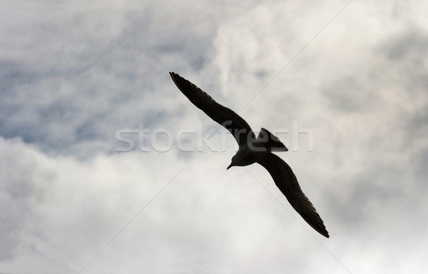 Vogel silhouet vliegen hemel natuur licht Stockfoto © Gudella