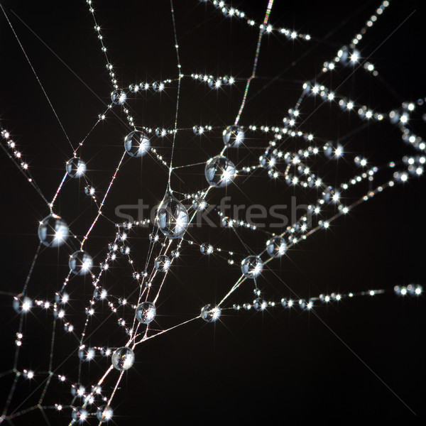örümcek ağı kapalı çiy su web makro Stok fotoğraf © guffoto