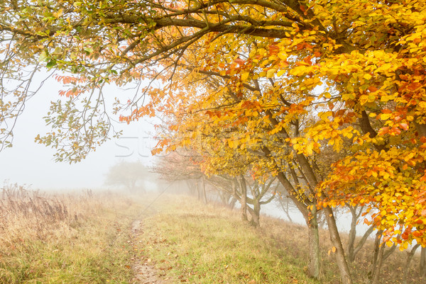 Misty campagna corsia albero autunno Foto d'archivio © guffoto