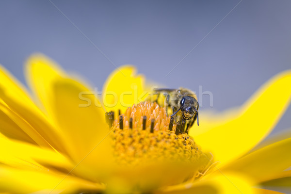 a bee Stock photo © guffoto