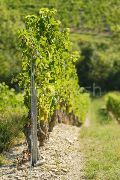 Bağ asma şarap doğa alan Stok fotoğraf © guffoto
