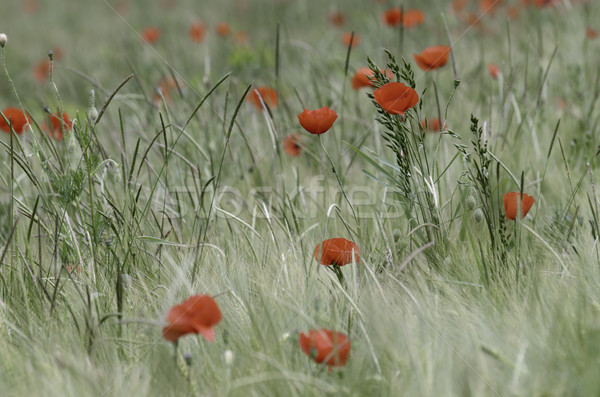 Amapolas pradera verano verde rojo amapola Foto stock © guffoto