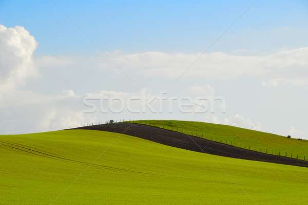 Stok fotoğraf: Yeşil · tepe · alan · tarım · çayır