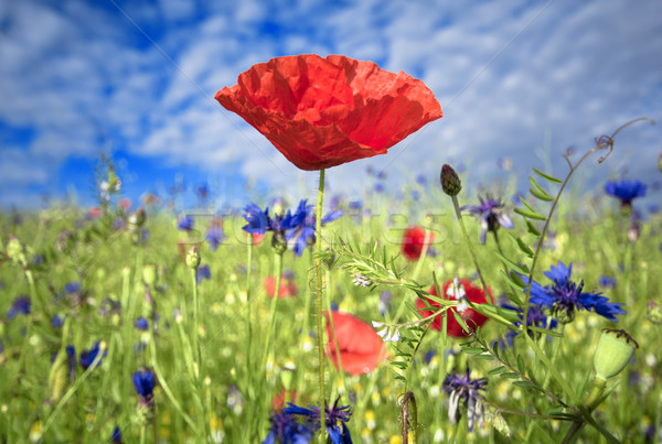 Stok fotoğraf: Haşhaş · bahar · doğa · kırmızı · çayır · çiçek