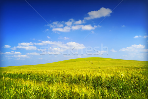 Stok fotoğraf: Sarı · tepe · manzara · yaz · tarım