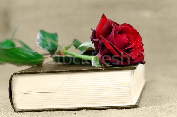 Romantizm kitap kapalı kırmızı gül çiçek gül Stok fotoğraf © guffoto