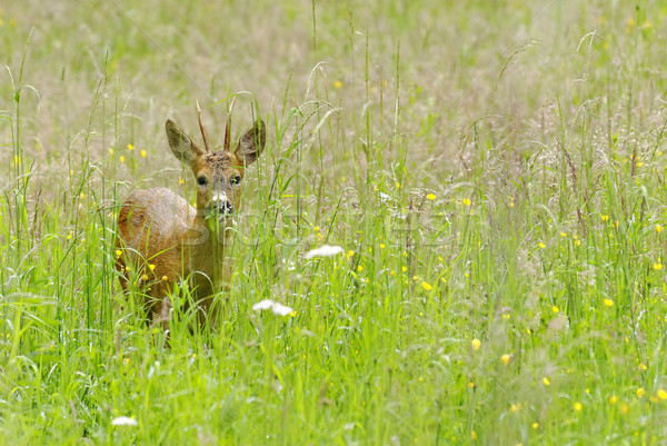 Deer Stock photo © guffoto