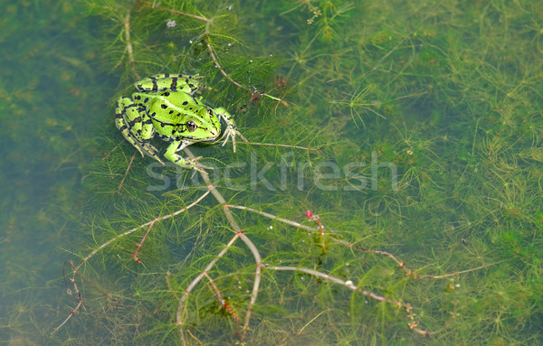 green frog Stock photo © guffoto