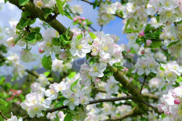 Stockfoto: Appelboom · bloeien · bloem · voorjaar · appel · blad