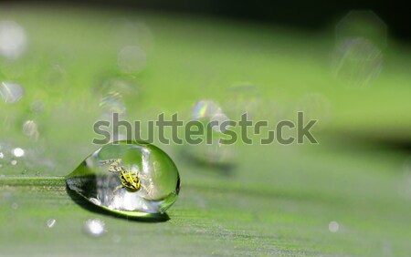 Goudvis drop water vis Stockfoto © guffoto