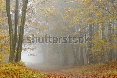 Mglisty lasu atmosfera spadek sezonie drewna charakter Zdjęcia stock © guffoto