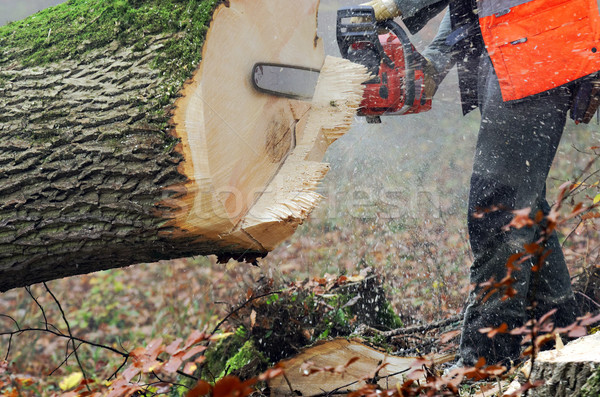 Kettensäge Holzfäller Arbeit Mann Holz Wald Stock foto © guffoto