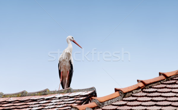 [[stock_photo]]: Cigogne · permanent · toit · nature · oiseau · noir