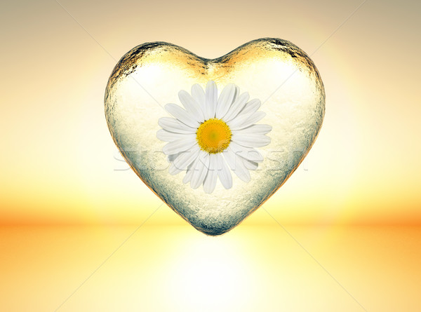Lodowaty serca Daisy wewnątrz szkła Zdjęcia stock © guffoto