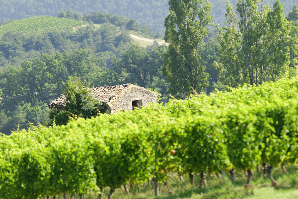 rural landscape Stock photo © guffoto