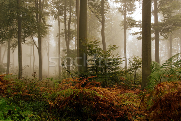 Foresta misty atmosfera albero natura alberi Foto d'archivio © guffoto