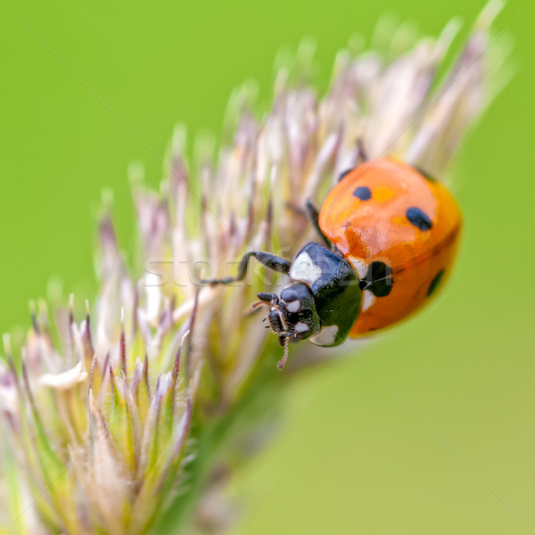 Stock foto: Marienkäfer · Klettern · Klinge · Gras · Natur · grünen