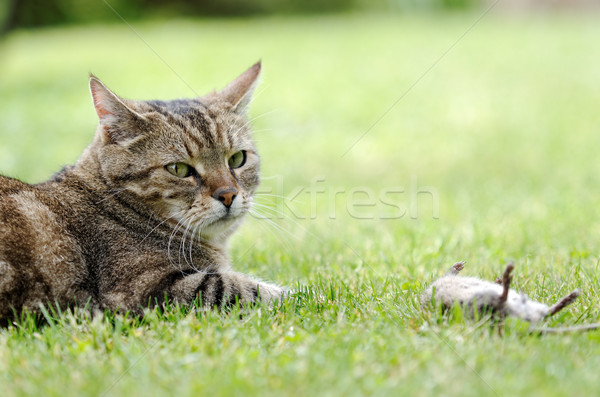 Roofdier kat dier huisdier huiselijk carnivoor Stockfoto © guffoto