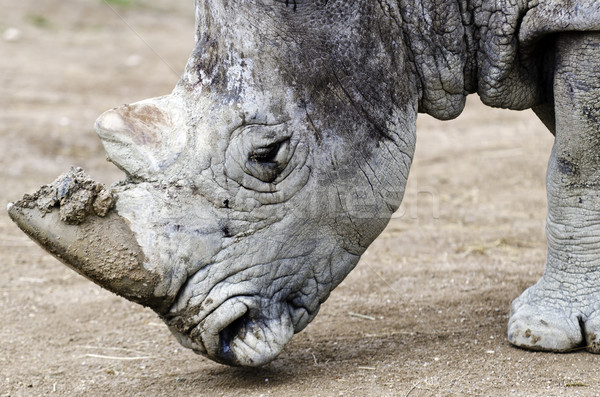 Rhino Stock photo © guffoto