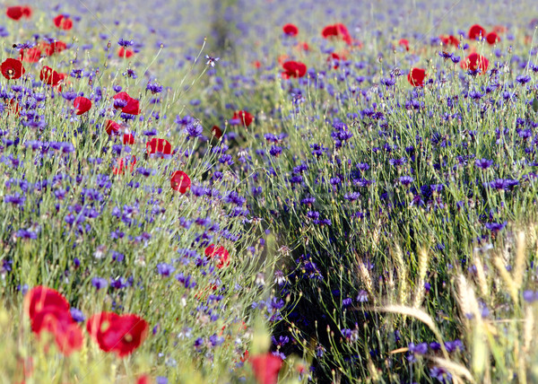 Flores silvestres amapolas flor naturaleza pradera Foto stock © guffoto