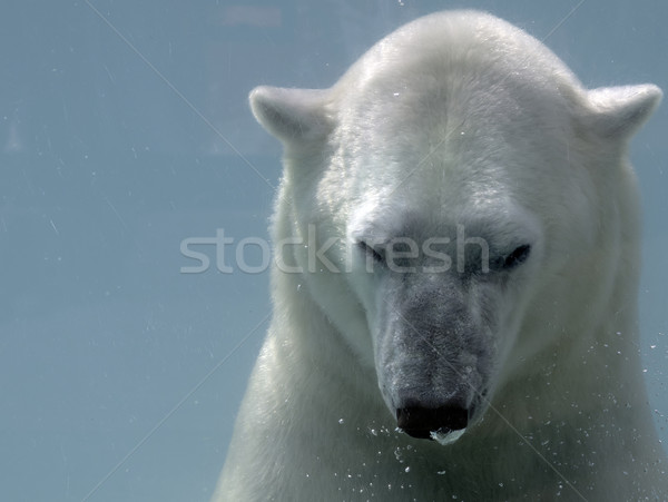 Urso polar natação água piscina parque teddy Foto stock © guffoto