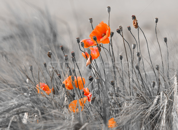Gelincikler siyah beyaz çiçek alan kırmızı Stok fotoğraf © guffoto