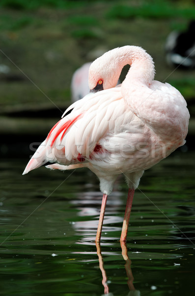 Flamingo pembe ayakta su güzellik kuş Stok fotoğraf © guffoto