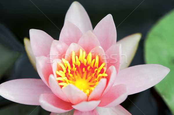 water lily Stock photo © guffoto