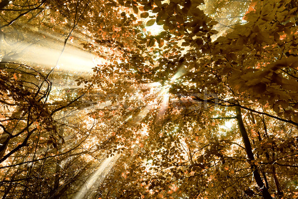 Sonnenstrahlen Wald Laub Herbstsaison Holz Sonne Stock foto © guffoto