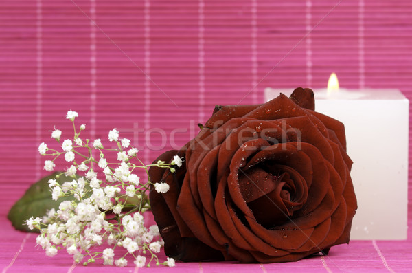 red rose Stock photo © guffoto