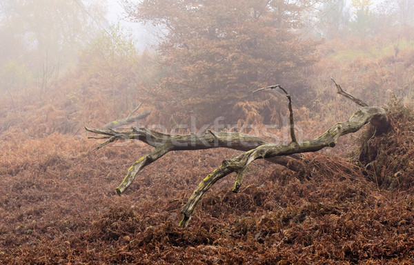 ツリー 枯れ木 森林 木材 自然 秋 ストックフォト © guffoto