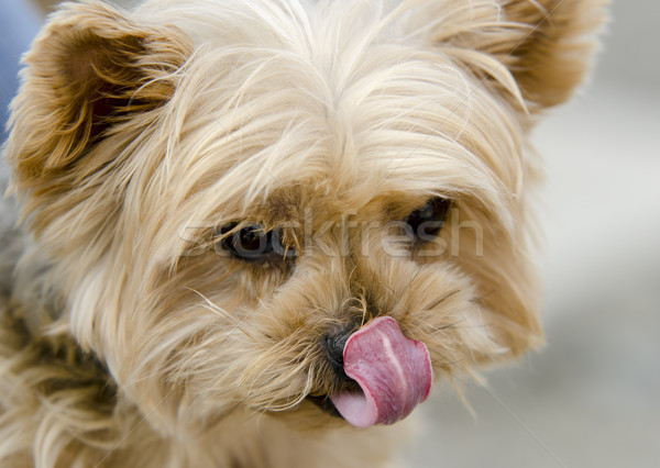 Yorkshire retrato cão animal cachorro doméstico Foto stock © guffoto