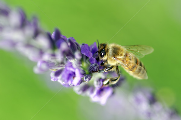 Arı lavanta bahar doğa yaz uçmak Stok fotoğraf © guffoto