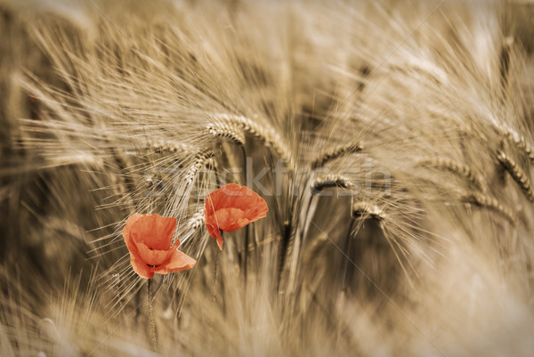 Gelincikler çiçek doğa güzellik yaz Stok fotoğraf © guffoto