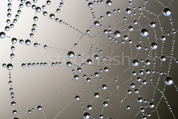 Teia de aranha ver teia da aranha rede arame Foto stock © guffoto