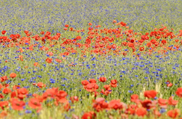 [[stock_photo]]: Rouge · bleu · coquelicots · bleuet · prairie · vert