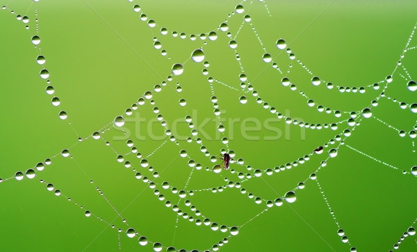 Panza de paianjen acoperit roua verde apă păianjen Imagine de stoc © guffoto