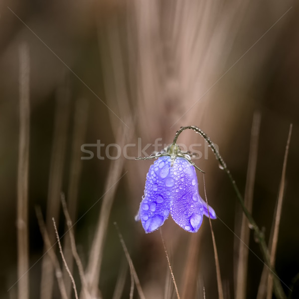 [[stock_photo]]: Couvert · rosée · brun · fleurs · printemps