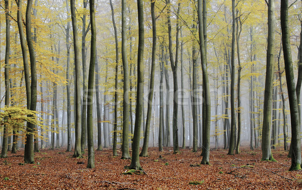 Misty automne atmosphère couleurs forêt [[stock_photo]] © guffoto