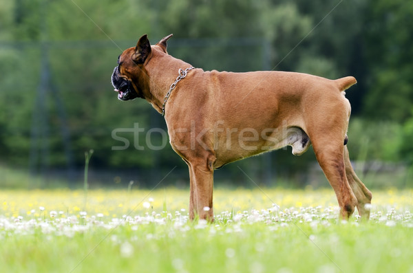 Boksör köpek çim çayır evcil hayvan açık Stok fotoğraf © guffoto
