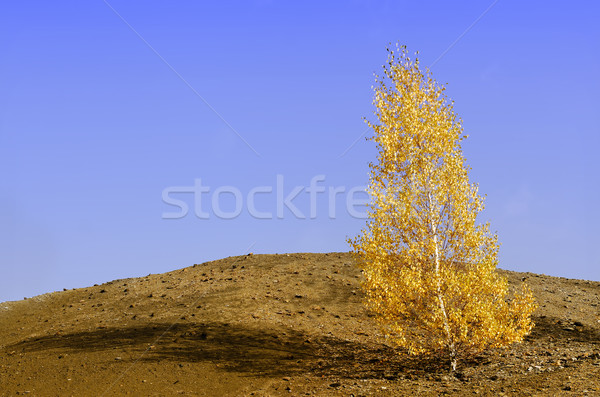 Tree Stock photo © guffoto