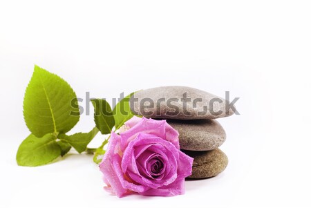 Zen bloem steeg natuur achtergrond ontspannen Stockfoto © guffoto