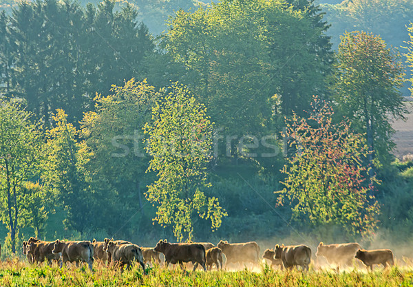 livestock Stock photo © guffoto