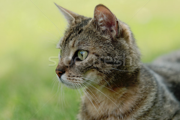 tabby cat Stock photo © guffoto