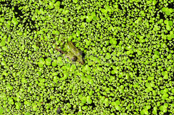 green frog Stock photo © guffoto